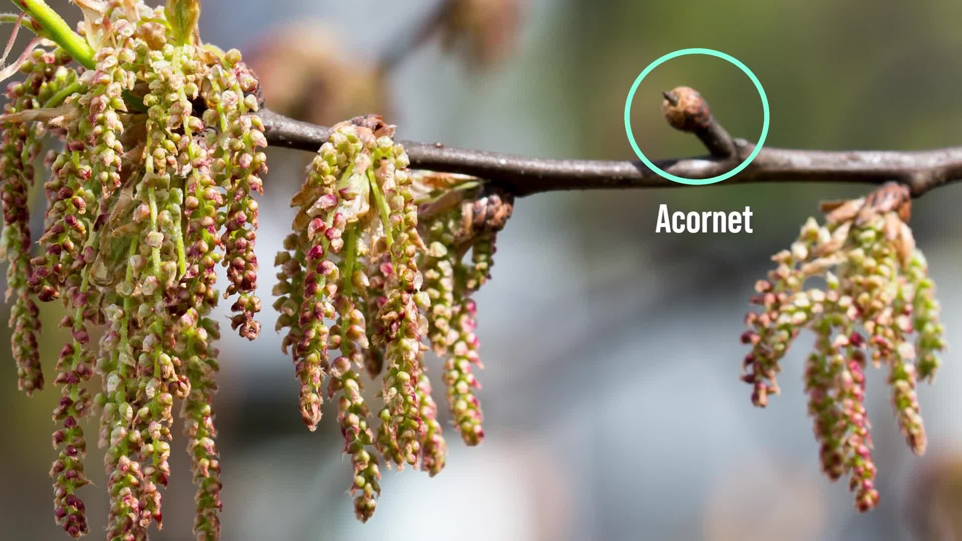 Thumbnail image for USFS-Acorn Collection