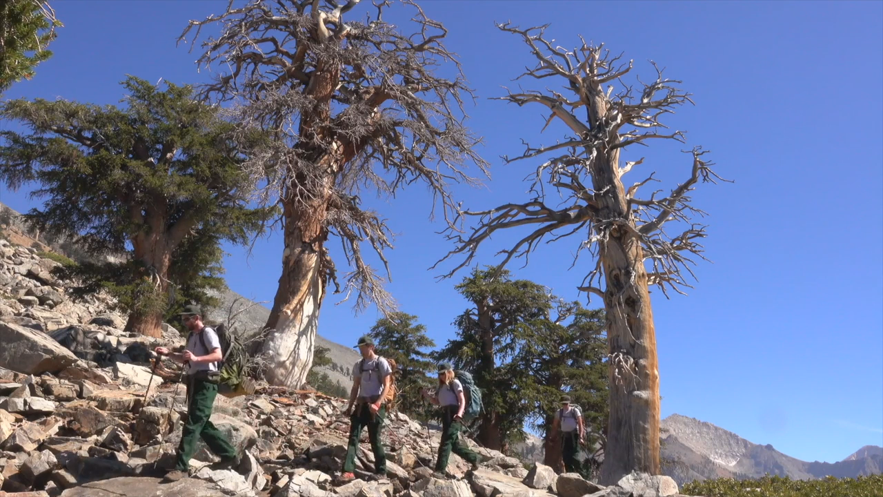 Thumbnail image for National Park Service: Protecting High Elevation Forests
