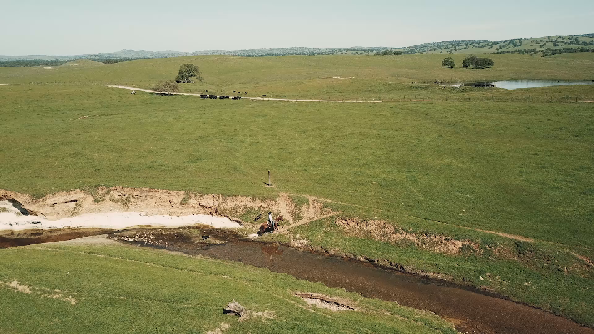 TCVB-Cattle Dogs and Ranching