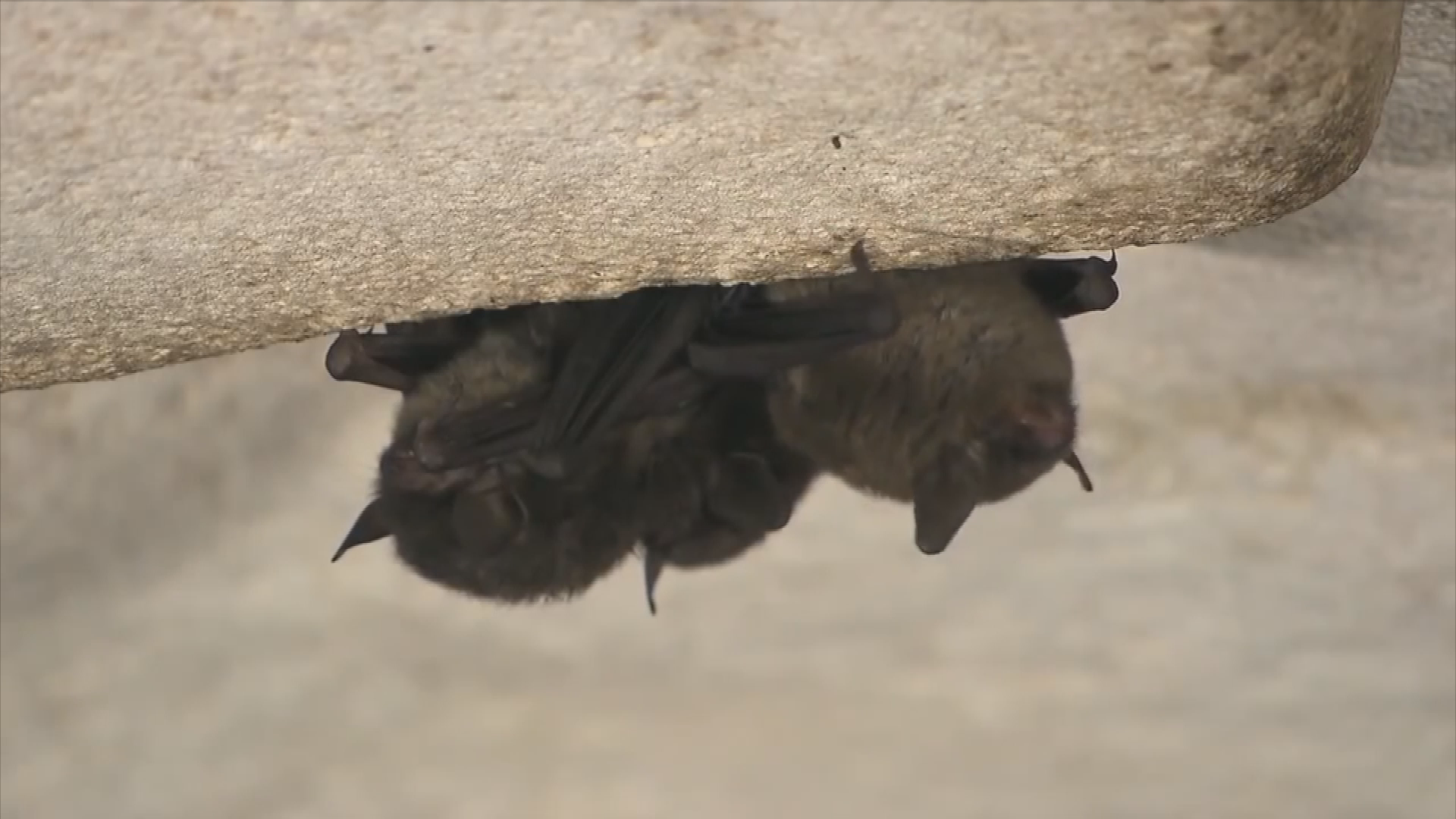 Thumbnail image for NPS-Bats in Crisis