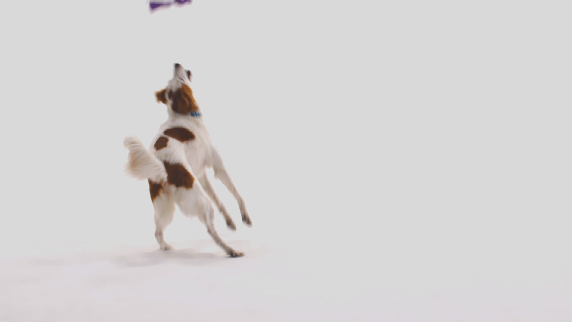 Thumbnail image for PSA_PET_Molly30_HD