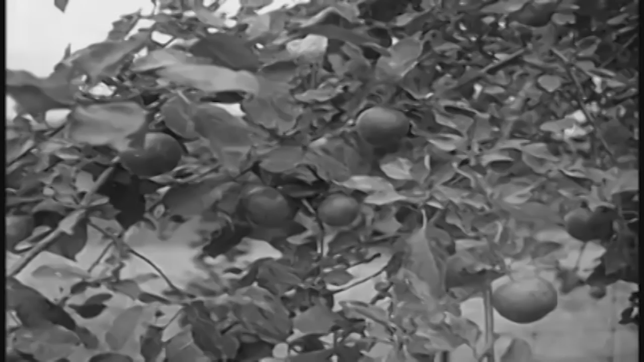 Petticoat Junction (First Episode)