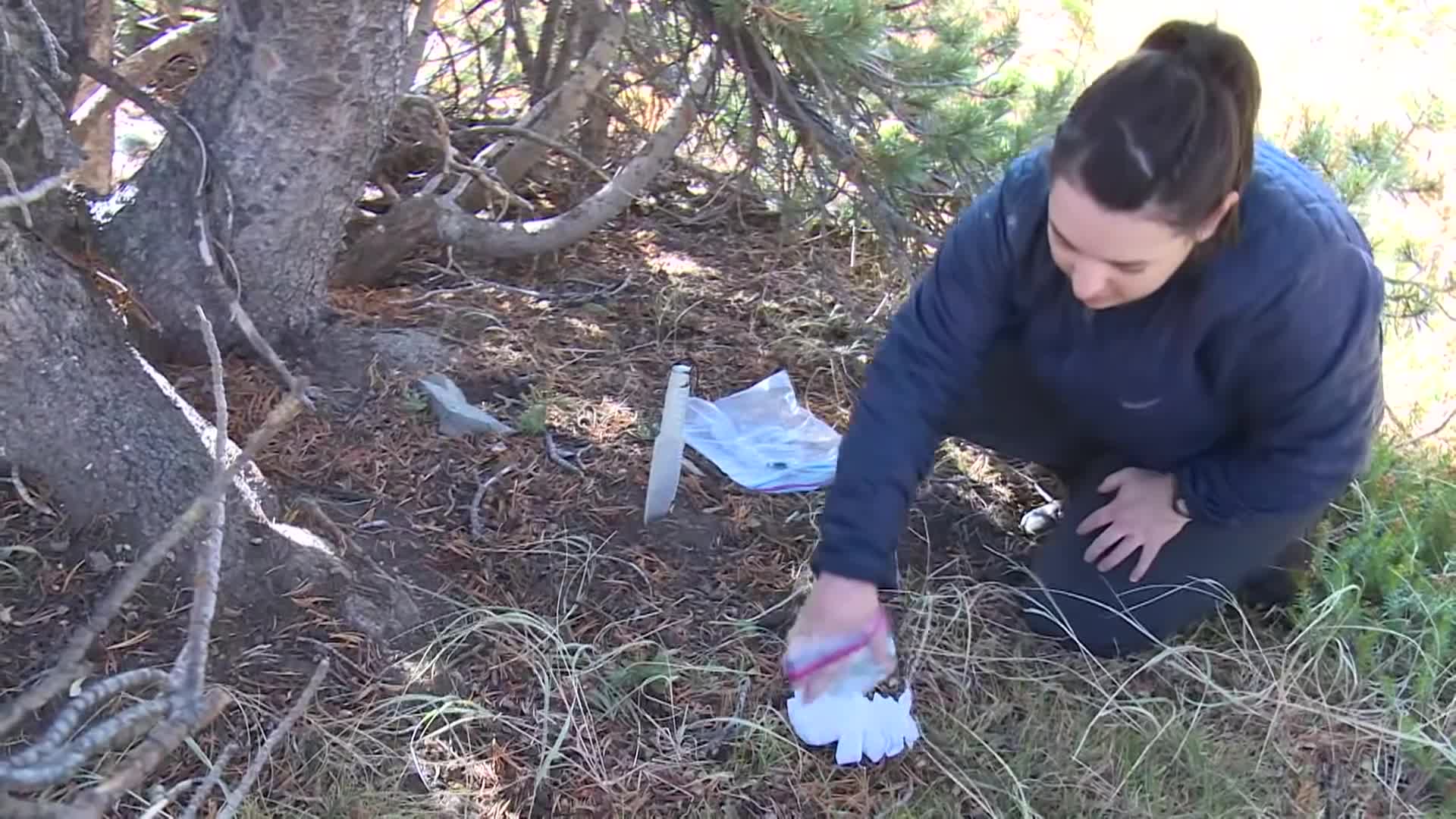 Yosemite Nature Notes