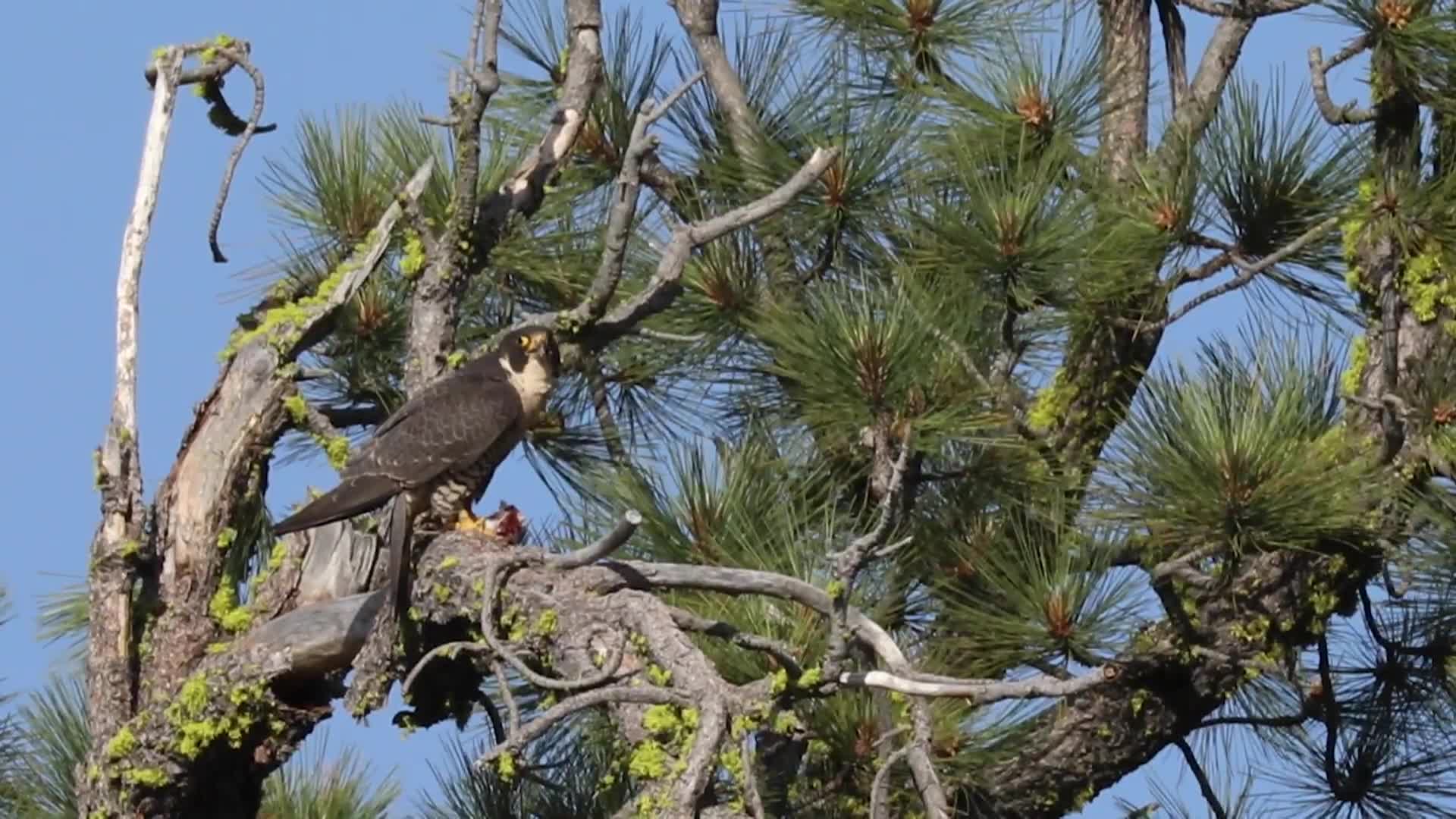 Yosemite Nature Notes