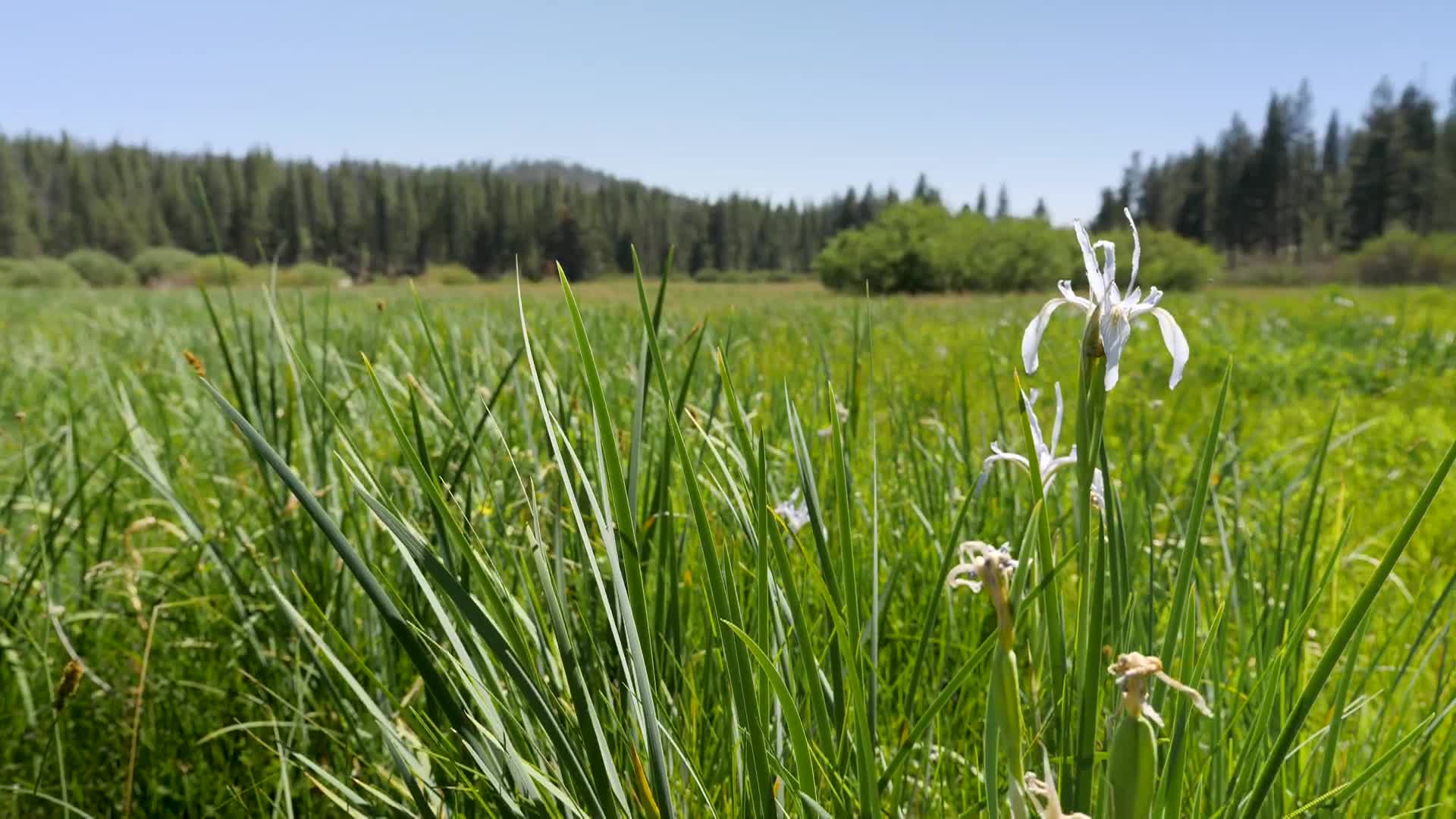 Yosemite Nature Notes