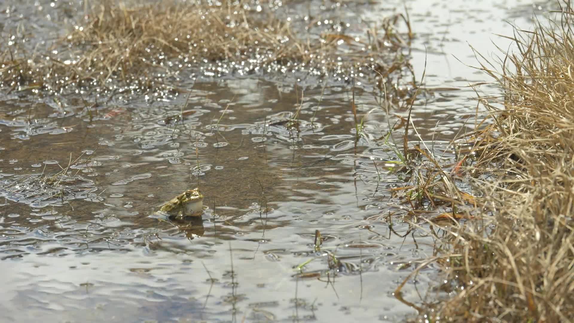 Yosemite Nature Notes