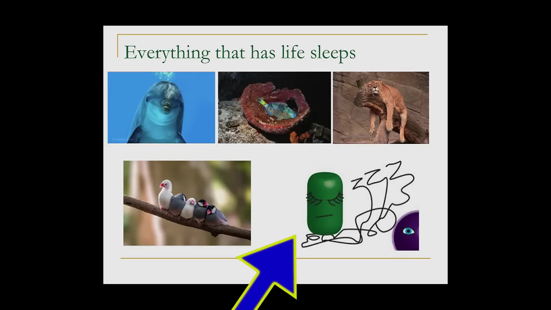 Thumbnail image for UCTV: Research on Sleep and Aging