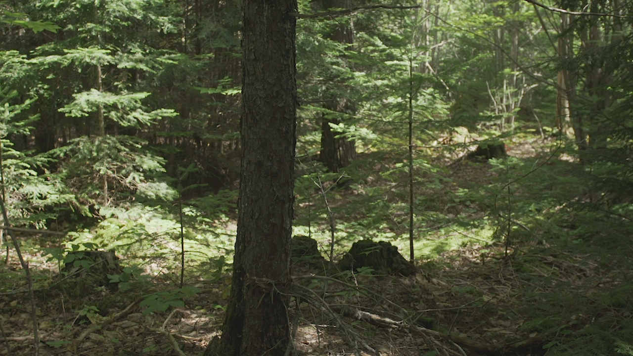 Thumbnail image for USFS: Penobscot Experimental Forest Research