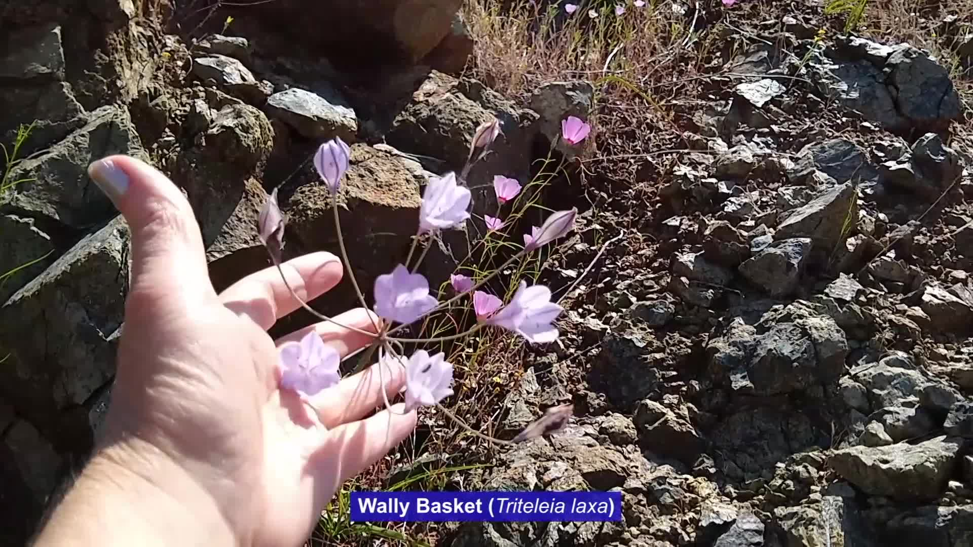Navigate to Willow's Vintage Homestead: Vintage Recipes & Hwy 49 Flowers